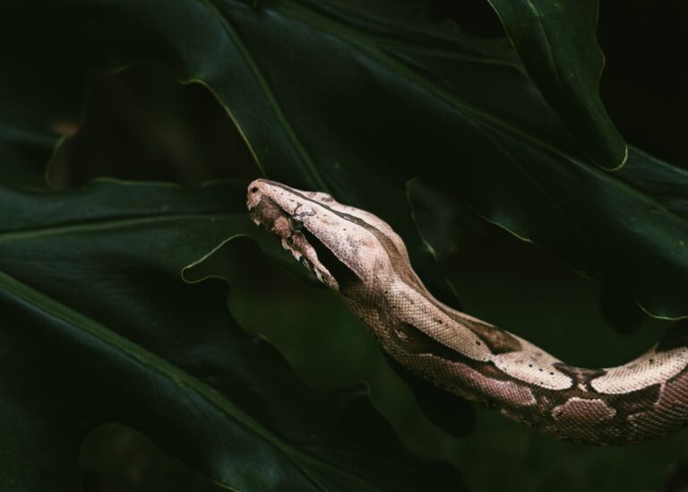 Animal Spirit Correspondences: The Sacred Guide to Unlocking Hidden Meanings in Your Animal Encounters - AnimalSoulDecoder