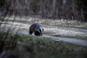 Bear Spirit Animal vs Badger Totem: A Guide to Solitude and Strategy