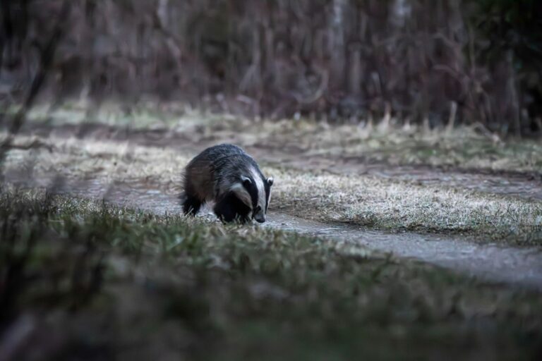 A calm, atmospheric scene evoking bear spirit animal badger totem solitude and strategy.