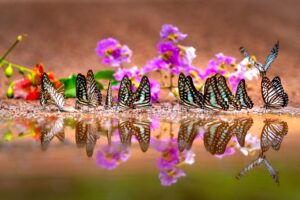 How Butterfly Sightings Bring Comfort and Meaning in Times of Grief