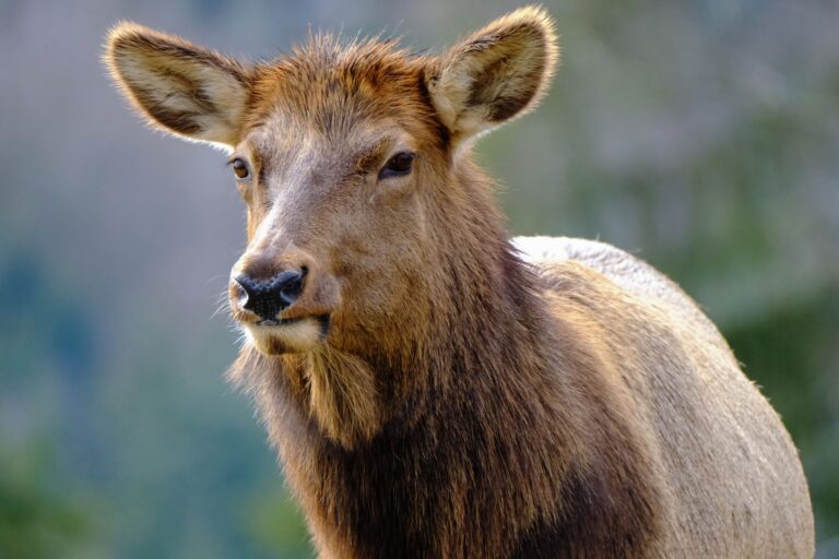 A calm, atmospheric scene evoking deer versus elk spirit animal key differences gentleness symbolism.