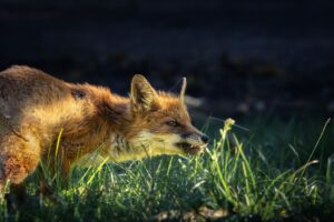 Fox Spirit Animal versus Coyote: Cunning Symbolism Across Indigenous and Modern Witchcraft Practices