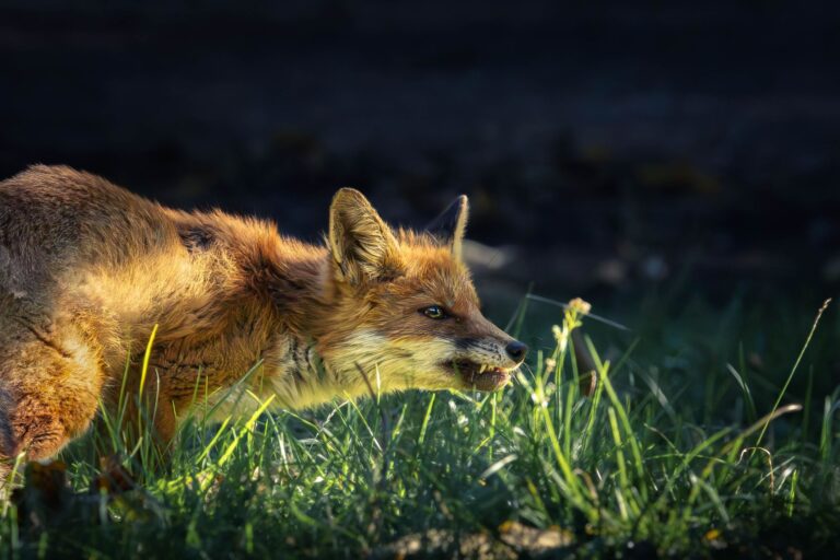 A calm, atmospheric scene evoking fox spirit animal versus coyote cunning symbolism across indigenous and modern witchcr