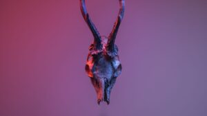 The Stag Spirit: Symbolism, Lore, and Your Connection