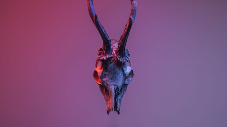 The Stag Spirit: Symbolism, Lore, and Your Connection - animalsouldecoder