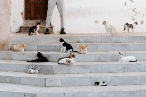 How to Cast a Animal Communication Spell: Step-by-Step Beginner's Guide