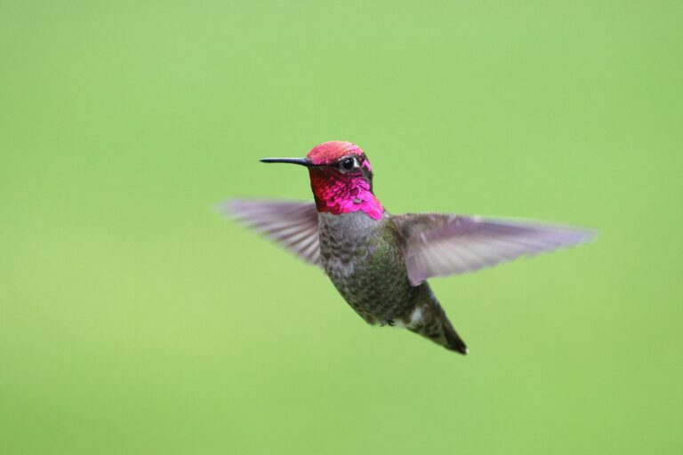 Hummingbird Spirit Animal: Joy Frequency During Mercury Retrograde - animalsouldecoder