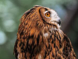 Nocturnal Animal Omens: Reading Bat, Owl, and Possum Messages During Night Hours