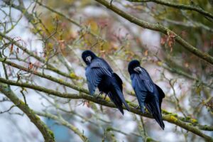 Raven versus Crow Spirit Animal: Decoding Trickster Symbolism and Prophecy Differences
