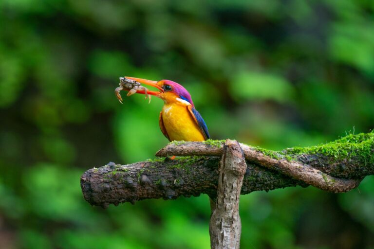 Kingfisher's Wisdom: Clarity, Focus, and Sacred Symbolism - animalsouldecoder