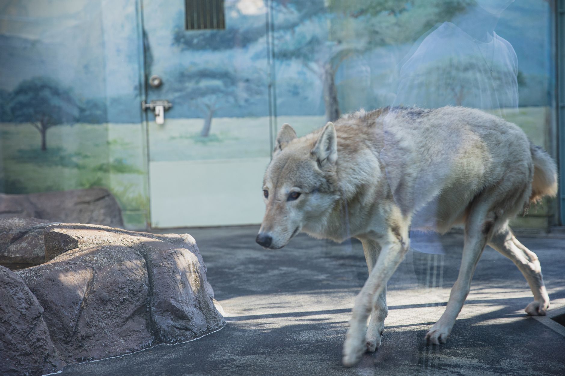 Real Animal Behavior: Why the Symbols Shift With You — Mythbusting: Is Your Spirit Animal Fixed or Can It Change Over Time?