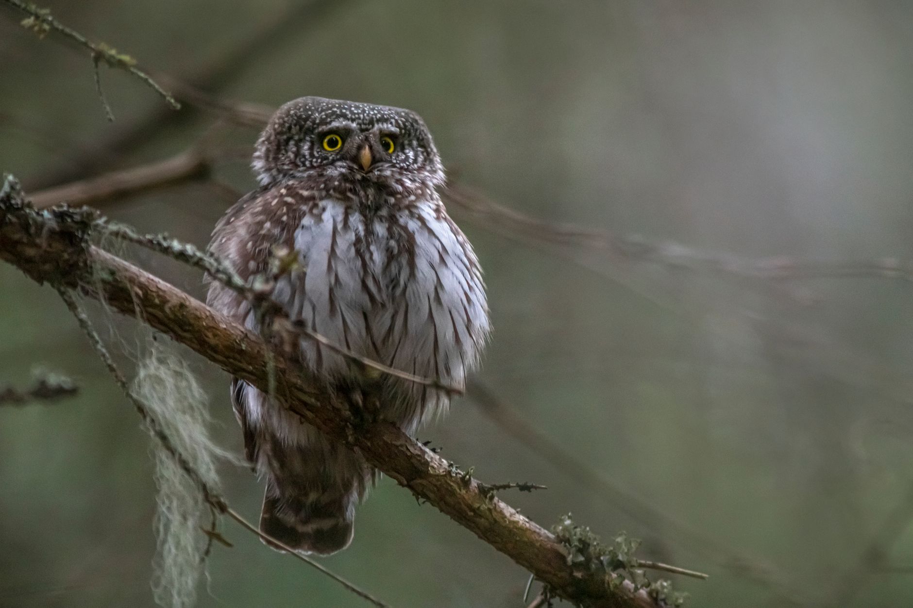 Spirit Animals as a Living Relationship, Not a Fixed Identity — Mythbusting: Is Your Spirit Animal Fixed or Can It Change Over Time?
