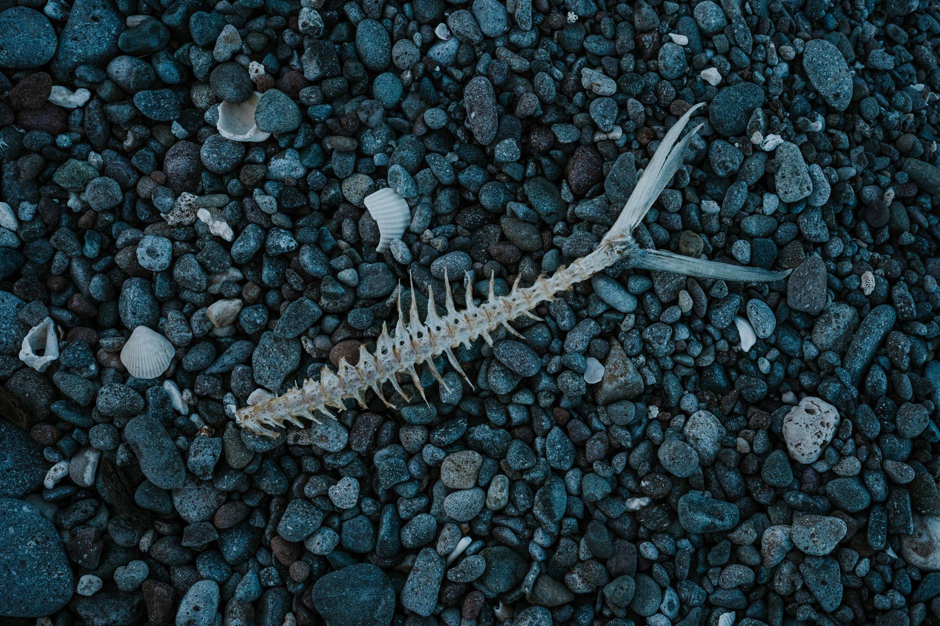 Rituals 4–6: Whale Bone Divination, Seal Skin Totems, and Storm Calling — vs 10 Sea Rituals: Which Norse Pagan Path Suits You?